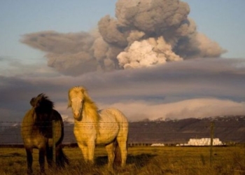 В Исландии запретили давать лошадям иностранные клички