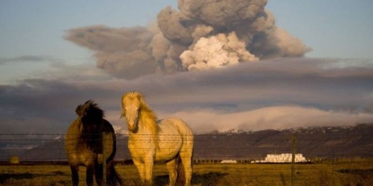 В Исландии запретили давать лошадям иностранные клички