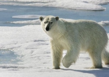 Не стоит пугать белого медведя – штраф большой