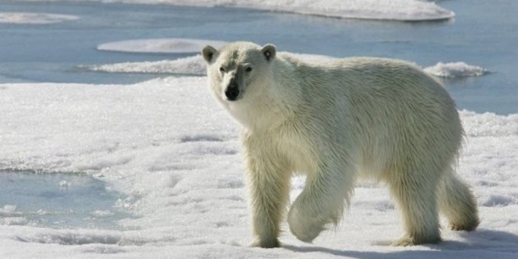 Не стоит пугать белого медведя – штраф большой