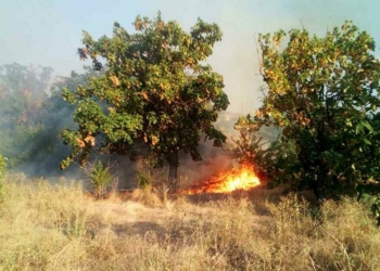 Под Николаевом степной пожар захватил территорию птицефабрики