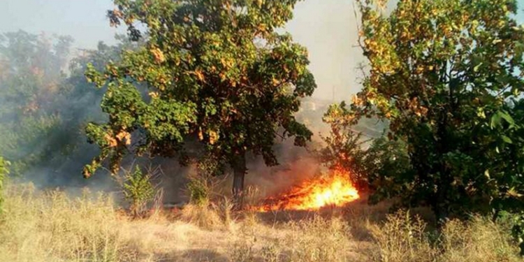 Под Николаевом степной пожар захватил территорию птицефабрики