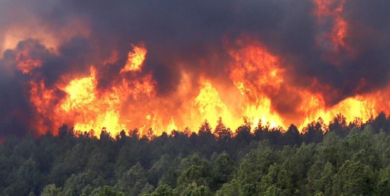 В Житомирской области горит заповедник, задействована пожарная авиация 1