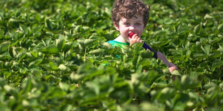 Когда дети учатся лгать