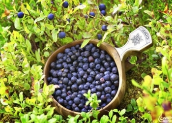 Украинцы, пропавшие в Финляндии, нашлись. Во всяком случае, так утверждают в посольстве