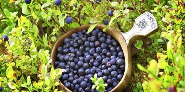 Украинцы, пропавшие в Финляндии, нашлись. Во всяком случае, так утверждают в посольстве