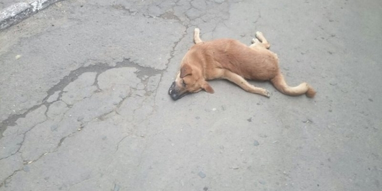 В Николаеве дворового пса выбросили с 9-го этажа