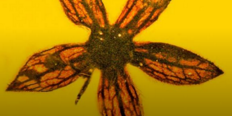 В янтаре возрастом 100 миллионов лет нашли семь цветов