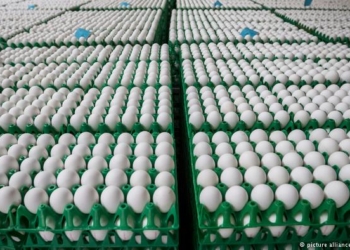 Яйца с фипронилом нашли теперь в Румынии и Словакии