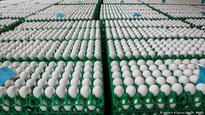 Скандал с яйцами продолжается: на птицефабриках Голландии нашли амитраз 1