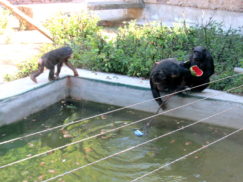 В Николаевском зоопарке из кормления обезьян устроили аттракцион для посетителей и развлечение для животных 15