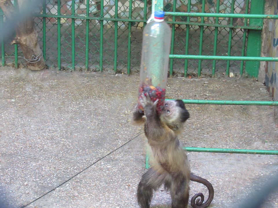 В Николаевском зоопарке из кормления обезьян устроили аттракцион для посетителей и развлечение для животных 13