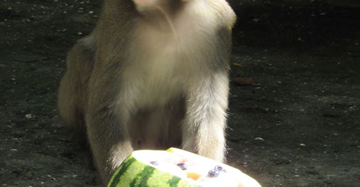В Николаевском зоопарке из кормления обезьян устроили аттракцион для посетителей и развлечение для животных