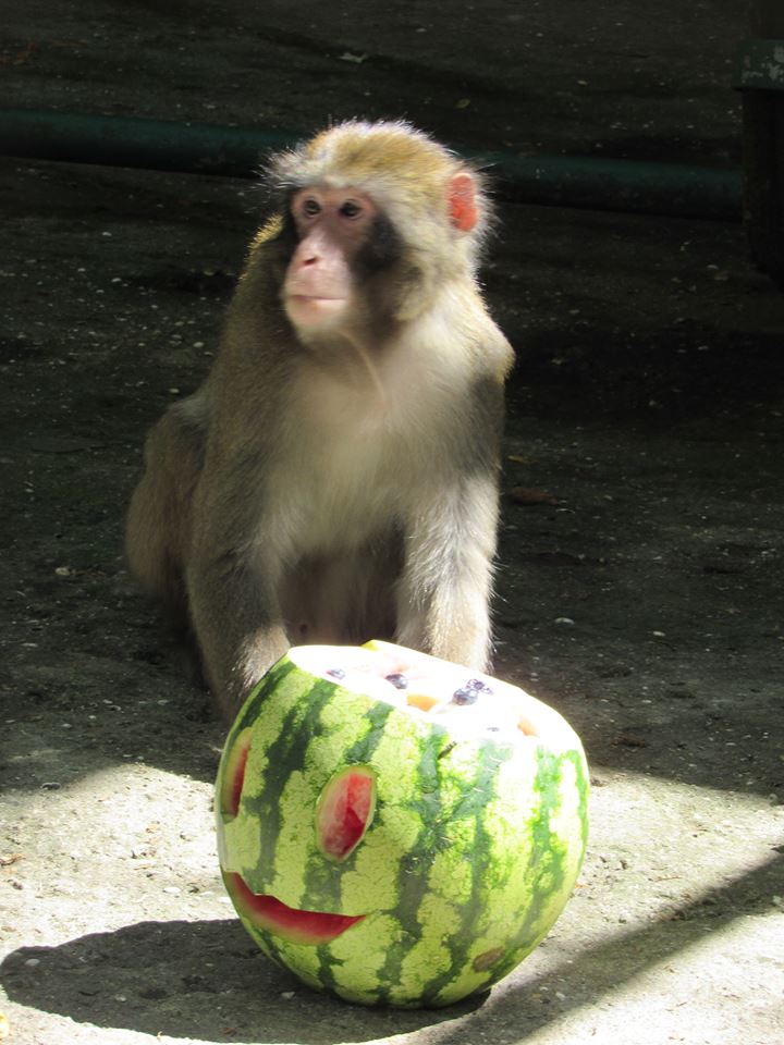 В Николаевском зоопарке из кормления обезьян устроили аттракцион для посетителей и развлечение для животных 7