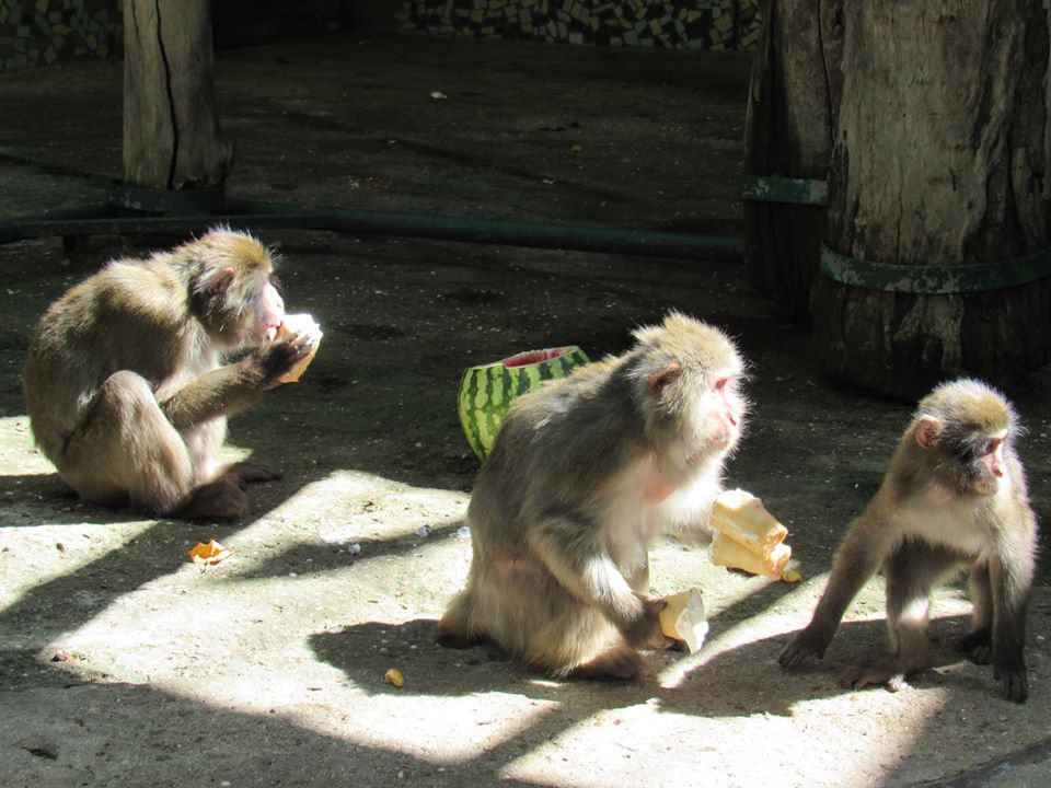 В Николаевском зоопарке из кормления обезьян устроили аттракцион для посетителей и развлечение для животных 5