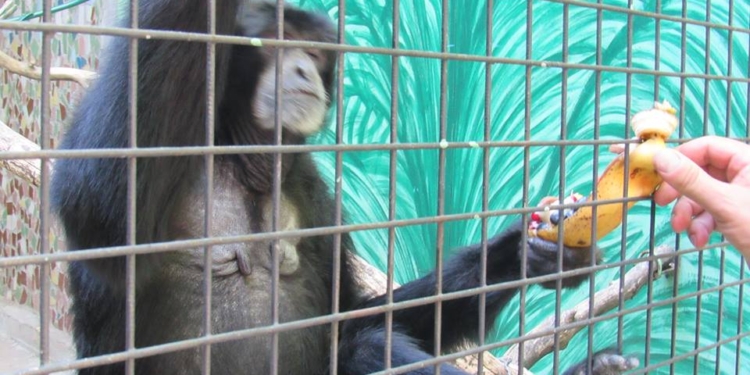 В Николаевском зоопарке из кормления обезьян устроили аттракцион для посетителей и развлечение для животных