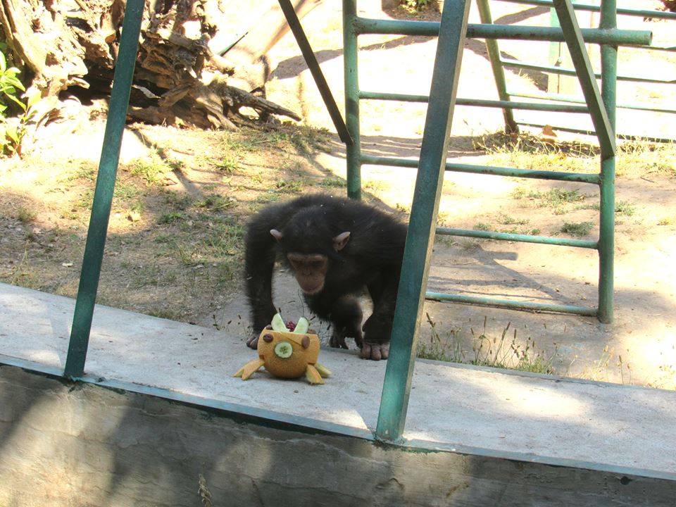 В Николаевском зоопарке из кормления обезьян устроили аттракцион для посетителей и развлечение для животных 1