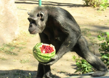 В Николаевском зоопарке из кормления обезьян устроили аттракцион для посетителей и развлечение для животных