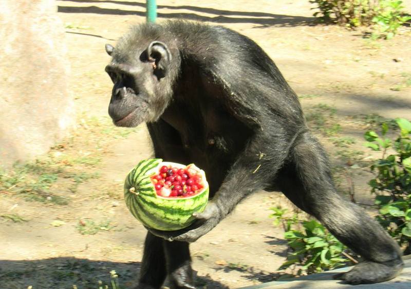 В Николаевском зоопарке из кормления обезьян устроили аттракцион для посетителей и развлечение для животных 17