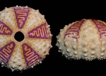 Как на eBay открыли два вида неизвестных науке животных