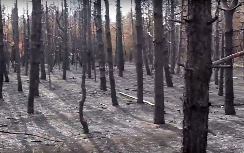"Один человек - одно дерево": жителей Николаевщины зовут на восстановление Новопетровского леса 1