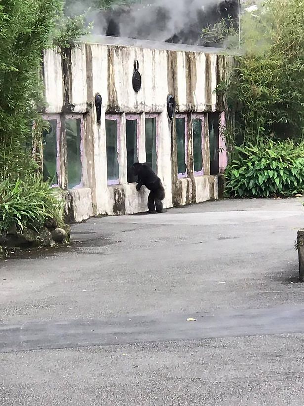 В зоопарке Тайбэя из своего вольера сбежала шимпанзе 1