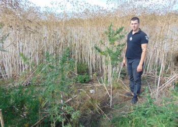 На Николаевщине нашли еще одну плантацию конопли – 1800 кустов