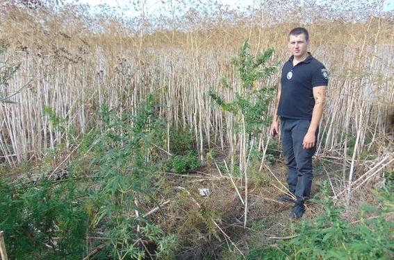 На Николаевщине нашли еще одну плантацию конопли – 1800 кустов