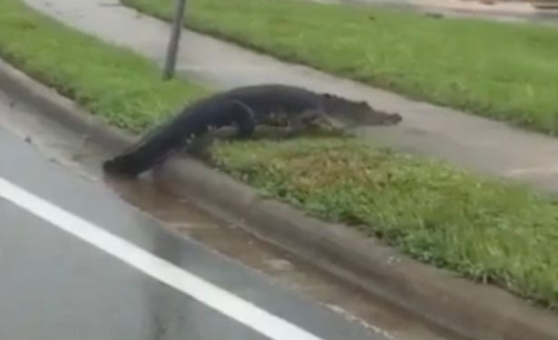 После «Ирмы» по улицам городов Флориды разгуливают аллигаторы
