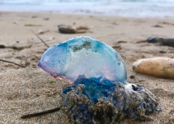 А мы корнеротов боимся… На побережье Британии вторглись португальские кораблики