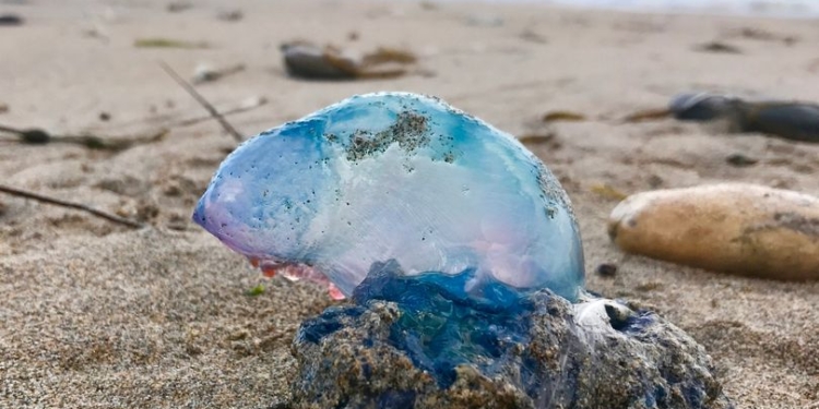 А мы корнеротов боимся… На побережье Британии вторглись португальские кораблики