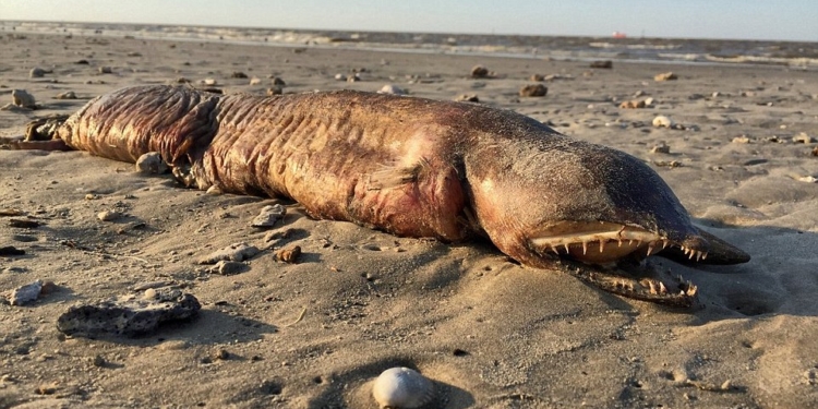 Кто это? Ураган «Харви» выбросил на берег жуткое существо с зубами