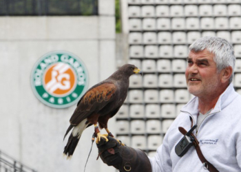 Парижских голубей будут гонять канюки и соколы. Но не просто так, а за деньги