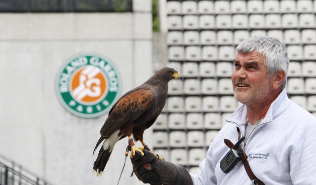 Парижских голубей будут гонять канюки и соколы. Но не просто так, а за деньги