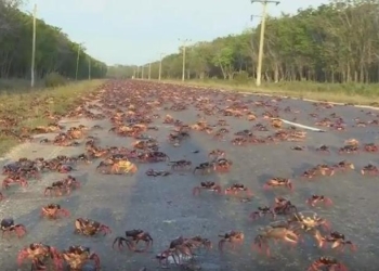 Из-за «Ирмы» во Флориде началось нашествие крабов