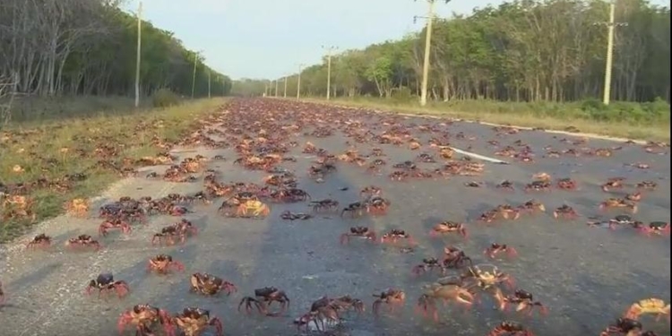 Из-за «Ирмы» во Флориде началось нашествие крабов