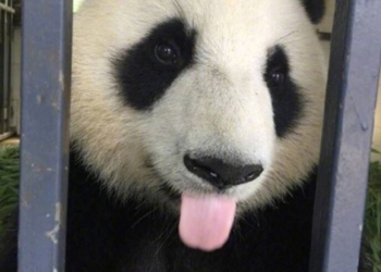 Не знаете, как выглядит полоса препятствий у панд? Теперь будете знать