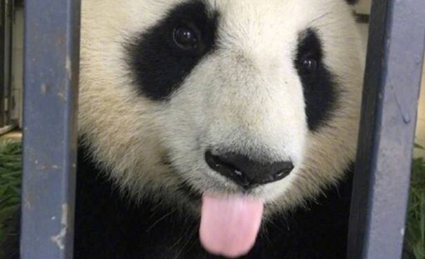 Не знаете, как выглядит полоса препятствий у панд? Теперь будете знать