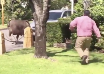 Когда что-то пошло не так: «поведение» быка у Дома Парламента в Австралии пришлось комментировать министрам