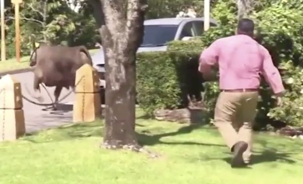 Когда что-то пошло не так: «поведение» быка у Дома Парламента в Австралии пришлось комментировать министрам