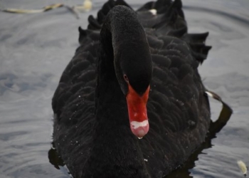 За черного лебедя китаец отсидит полгода в тюрьме и еще заплатит штраф