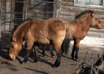 Как Николаевский зоопарк внес свой вклад в создание карты ДНК исчезающих лошадей Пржевальского
