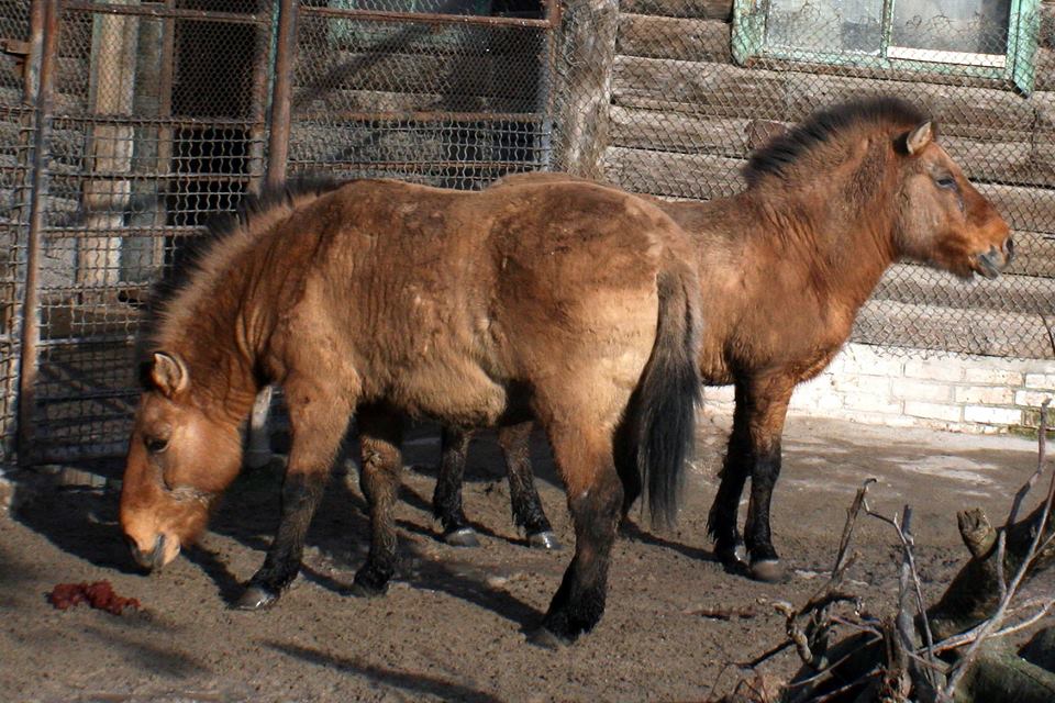 Как Николаевский зоопарк внес свой вклад в создание карты ДНК исчезающих лошадей Пржевальского 1