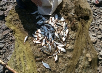 Браконьер с 200-метровой сетью был не единственный – Николаевский рыбоохранный патруль задержал еще 4-х