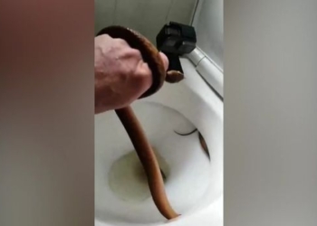 В Австралии ребенок обнаружил змею под ободком унитаза