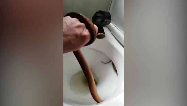 В Австралии ребенок обнаружил змею под ободком унитаза 1