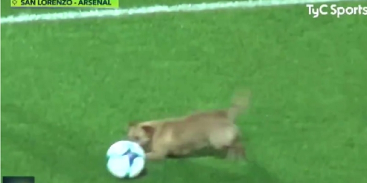 Успел все: во время футбольного матча в Аргентине пес на поле завладел мячом, а потом укусил микрофон