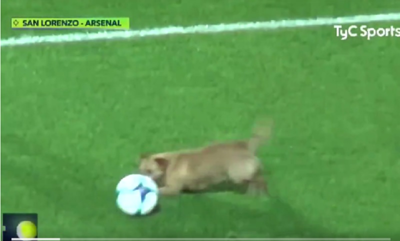 Успел все: во время футбольного матча в Аргентине пес на поле завладел мячом, а потом укусил микрофон 1