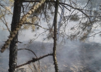 На Кинбурне горел лес – тушили сообща