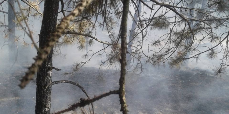 На Кинбурне горел лес – тушили сообща